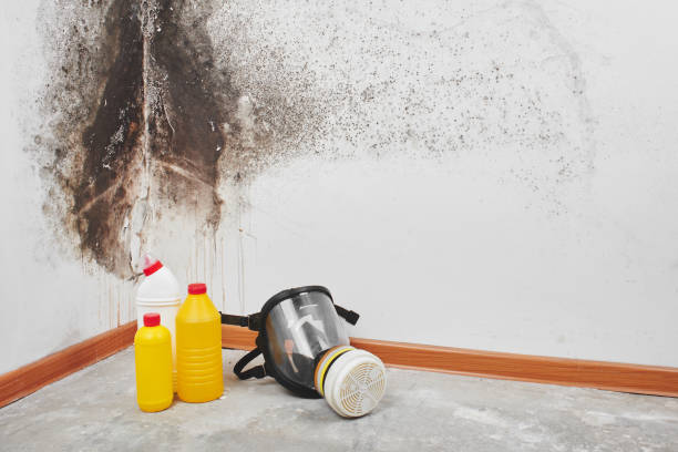 Best Toxic Mold Removal  in Anna, OH