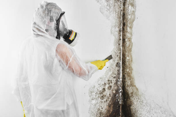 Best Office Mold Removal Services  in Anna, OH