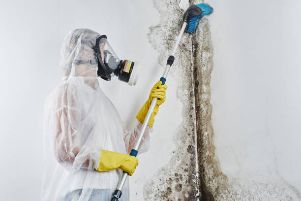 Best Fast Mold Removal  in Anna, OH