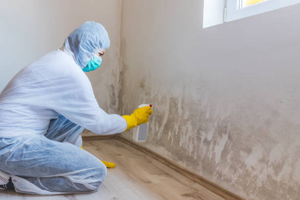 Attic Mold Removal in Anna, OH
