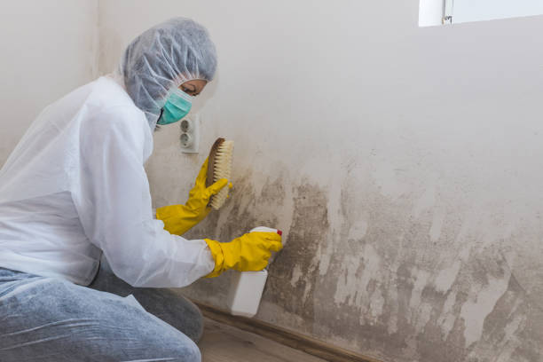 Certified Mold Removal in Anna, OH