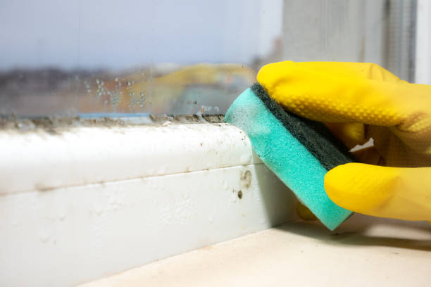 Best Fast Mold Removal  in Anna, OH