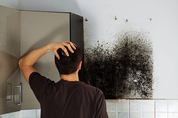 Best Local Mold Removal Service  in Anna, OH